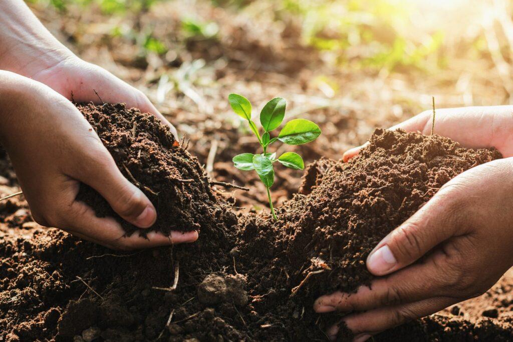 Two pairs of hands planting a seedling in the soil.