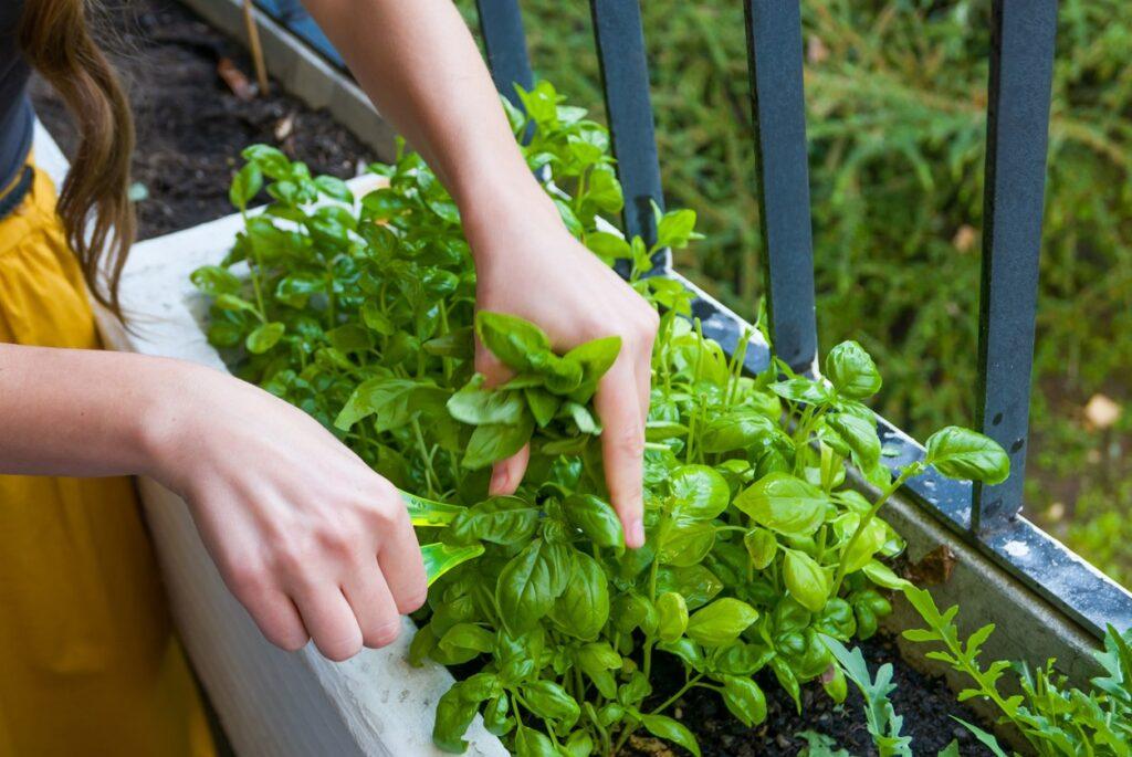 A woman's hands snipping some basil from an outdoor garden box. 